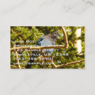 Carte De Visite Geai de Steller au parc national de Rocky Mountain