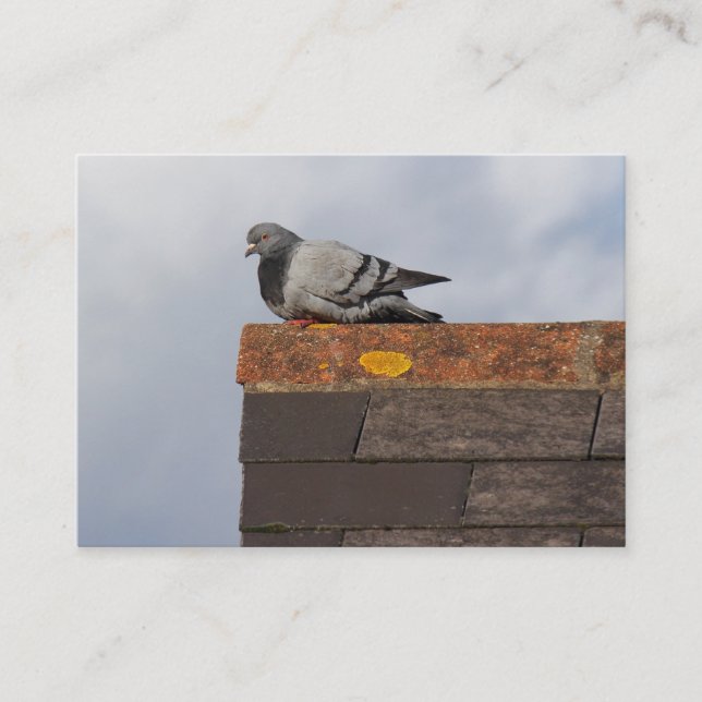 Carte De Visite Good Morning Pigeon (Devant)