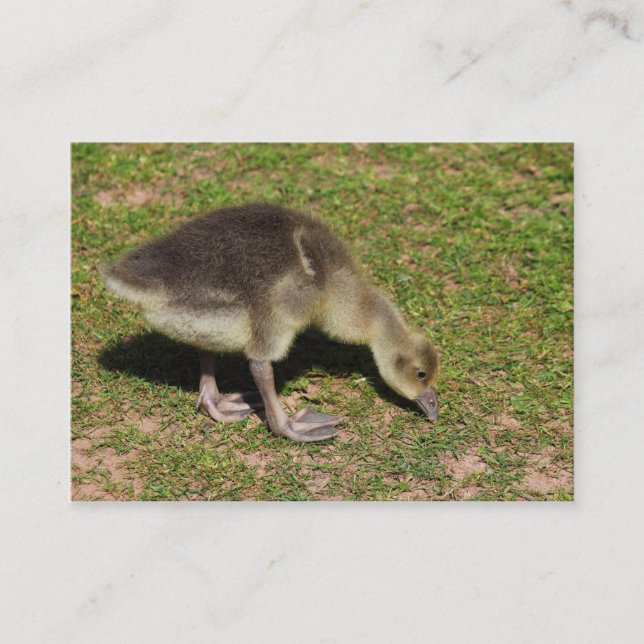 Carte De Visite Gosling (Devant)
