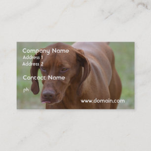 Carte De Visite Grand chien de Vizsla