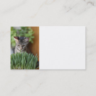 Carte de visite Grey Kitten