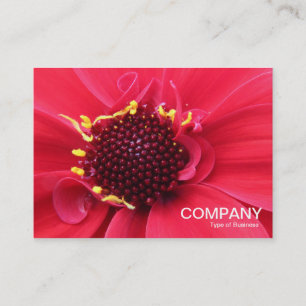 Carte De Visite Gros plan de Red Dahlia