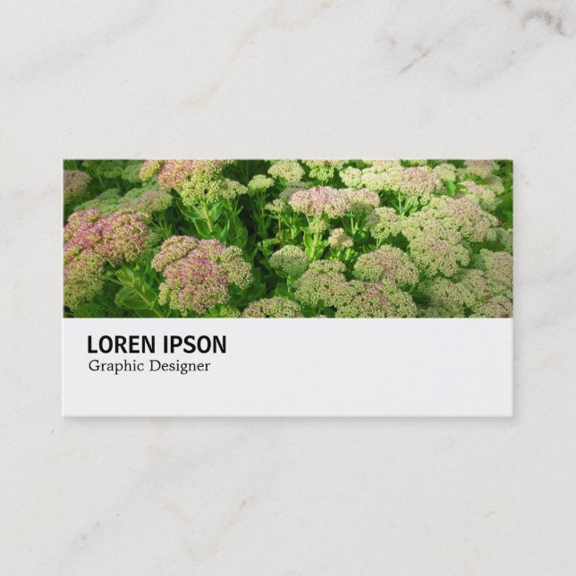 Carte De Visite Hi-Phi - 0244 - Sedum "Autumn Joy" (Devant)