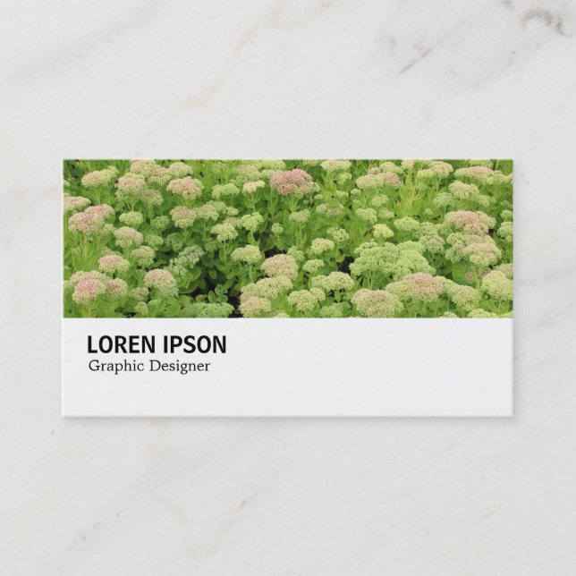 Carte De Visite Hi-Phi - 0311 - Sedum (Automne Joy) (Devant)