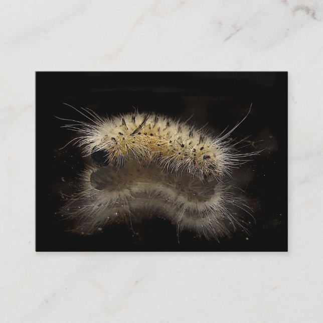 Carte De Visite Hickory Tussock Caterpillar ATC (Devant)