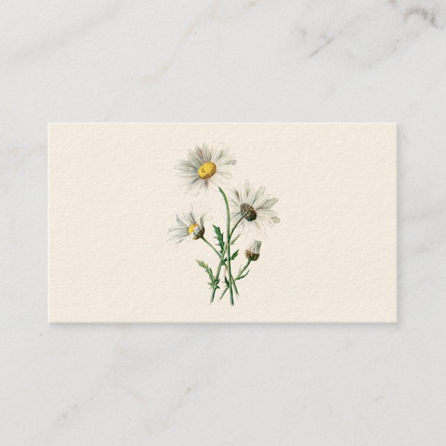 Carte De Visite Illustration de fleur sauvage de marguerites du (Devant)
