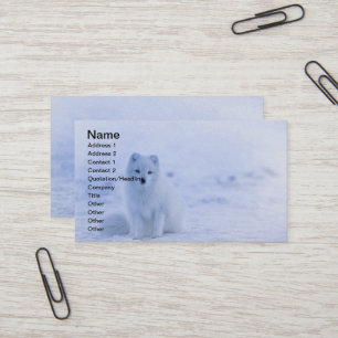 Carte De Visite Islande Renard arctique