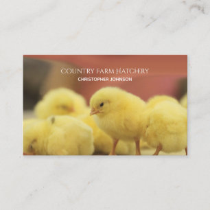 Carte De Visite Jeune établissement d'incubation d'oeufs de poule