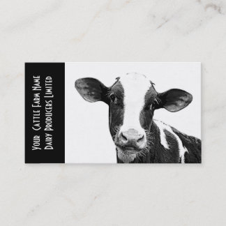 Carte De Visite Jeune veau Holstein ou veau laitier