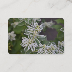 Carte De Visite Joli Jardin de Fleurs Blanches Fleuries