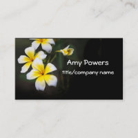 jolie Plumeria fleurit photographie de fleurs