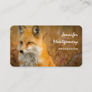 Carte De Visite Jote Red Fox Wilderness Nature Photographie