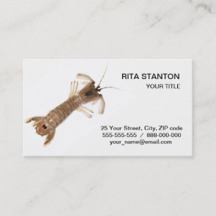Carte De Visite Langoustine
