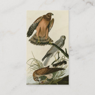 Carte De Visite Le faucon des marais des oiseaux d'Amérique d'Audu