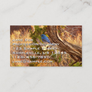 Carte De Visite Le merle bleu des montagnes du parc national Arche