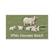 Les charolais effrayent et quatre veaux