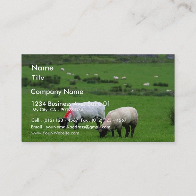 Carte De Visite Les moutons s'approchent de Deerpark Irlande (Devant)