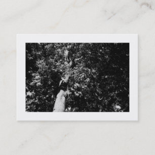 Carte De Visite London Plane Tree B&W, Mini Photo