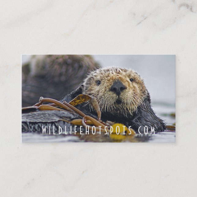Carte De Visite Loutre de mer (Devant)