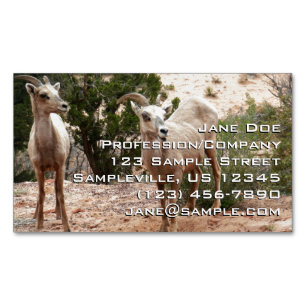 Carte De Visite Magnétique Mouflons drôles à Zion National Park