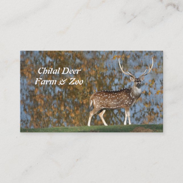 Carte De Visite Mâle chital repéré de cerfs communs par un lac (Devant)