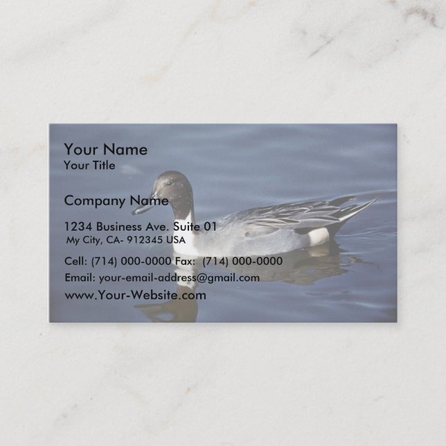 Carte De Visite Mâle de canard de canard pilet du nord (Devant)