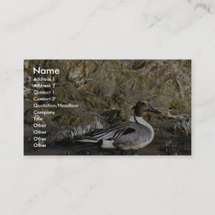 Carte De Visite Mâle de canard pilet du nord