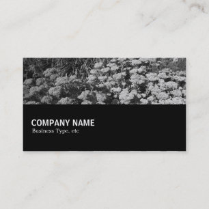 Carte De Visite Mi-chemin 079 - Sédum "Automne Joy"