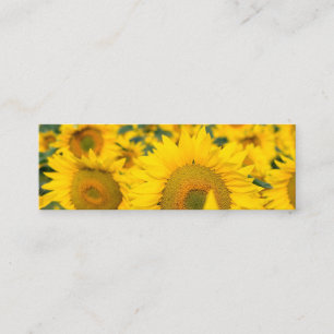 Carte De Visite Mini Champ jaune de tournesols photo