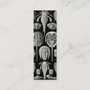 Carte De Visite Mini Ernst Haeckel Aspidonia