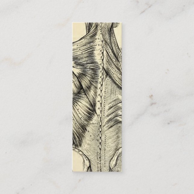 Carte De Visite Mini Muscles du dos d'art humain d'anatomie (circa (Devant)