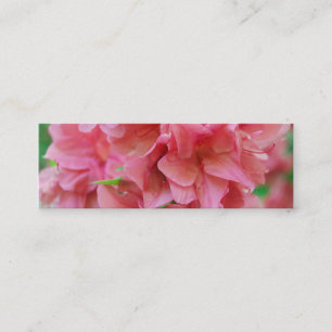 Carte De Visite Mini NYBG : No. 116