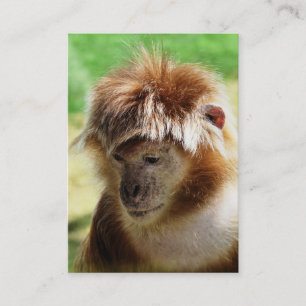 CARTE DE VISITE MONKEY