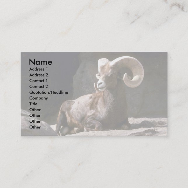 Carte De Visite Mouflon du désert (ram adulte couché au soleil (Devant)