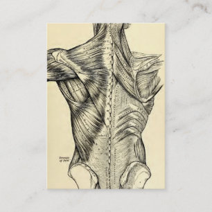 Carte De Visite Muscles du dos d'art humain d'anatomie (circa
