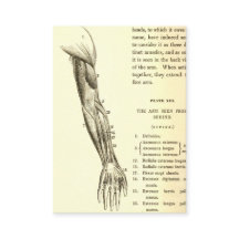 Muscles vintages de l'anatomie | du bras (circa