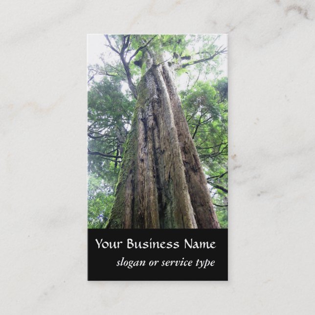 Carte De Visite Nature/À feuillage persistant Vieux Arbre Haut Nat (Devant)