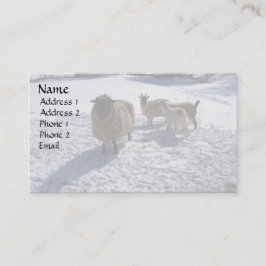 Carte De Visite Neige de moutons et de chèvres en avril