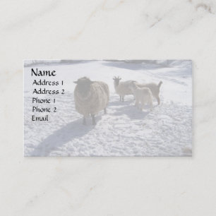 Carte De Visite Neige de moutons et de chèvres en avril