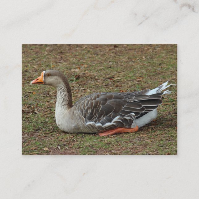Carte De Visite Oie cygne grise croix (Devant)
