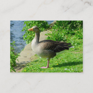 Carte De Visite Oie de Greylag