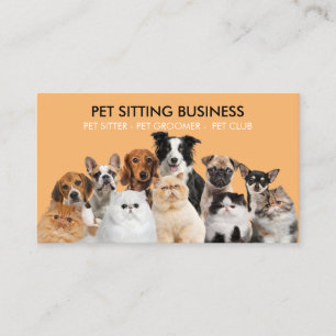 Carte De Visite Orange Funny Photo Chiens de compagnie chats