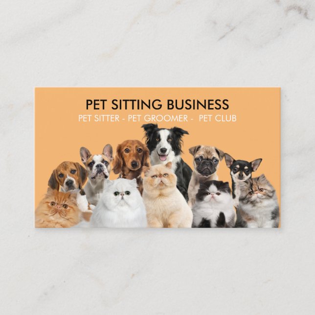 Carte De Visite Orange Funny Photo Chiens de compagnie chats (Devant)