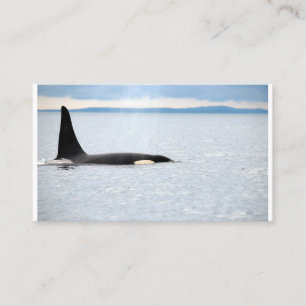 Carte De Visite Orca