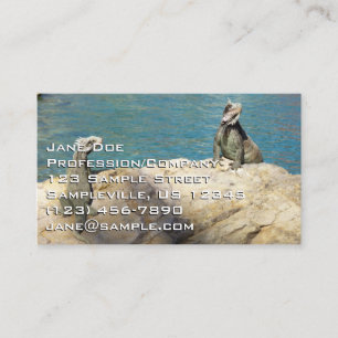 Carte De Visite Paire de Iguanas Photographie de la faune tropical