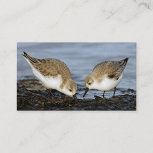 Carte De Visite Paire mignonne de Sanderlings Sandpipers Partage u