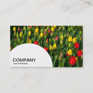 Carte De Visite Panneau semi-cercle - Tulipes colorées