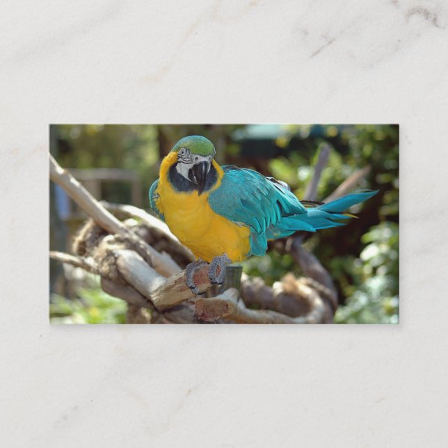 Carte De Visite Parrot de Macaw (Devant)