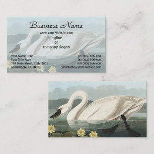 Carte De Visite Peinture Audubon White Swan Waterfowl