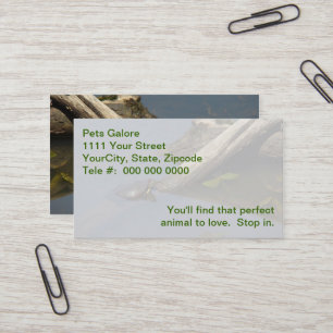 Carte De Visite Petite Tortue Sur Un Journal